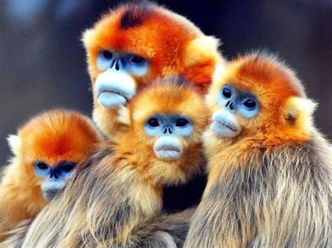 what animal are in china